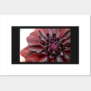 dahlia macro Posters and Art